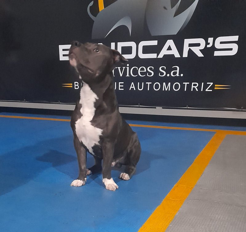 BLINDCAR’S blindaje balístico y de seguridad automotriz