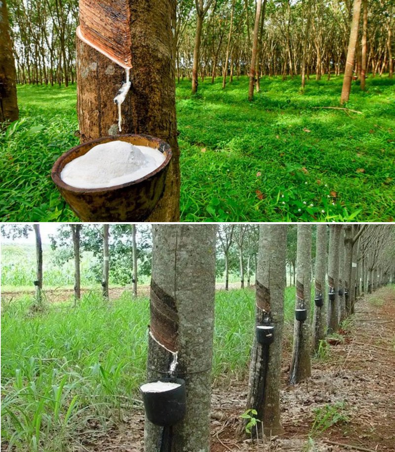 CAPEMI, la calidad de nuestros Cauchos