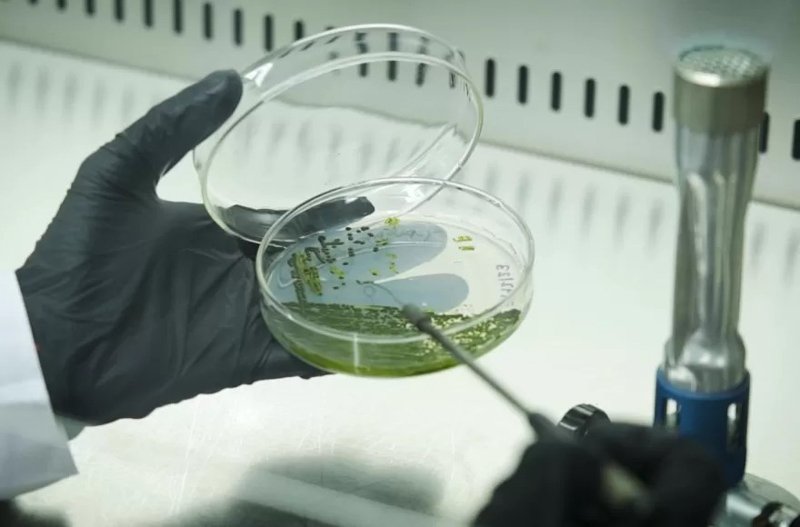 El dispositivo Y-ALGAE