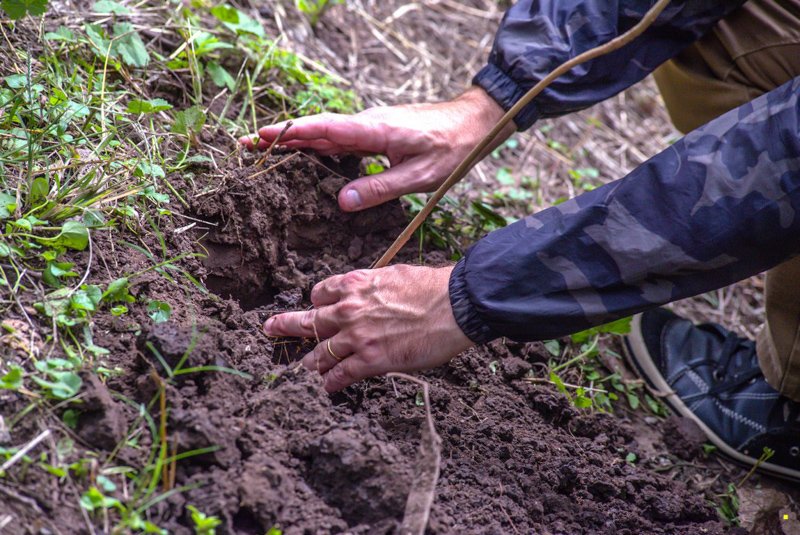 Mercedes-Benz planta un árbol por cada unidad